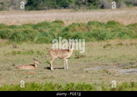 Comon Riedböcke, Tembe Elephant Park, Südafrika. Stockfoto