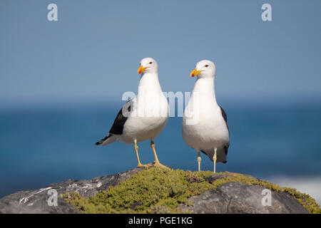 Kap Möwe (Larus dominicanus), Gansbaai, Südafrika. Stockfoto