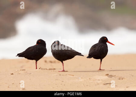 Afrikanische Oyster Catcher (Haematopus moquini), Robberg Nature Reserve, Südafrika. Stockfoto