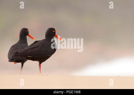 Afrikanische Oyster Catcher (Haematopus moquini), Robberg Nature Reserve, Südafrika. Stockfoto