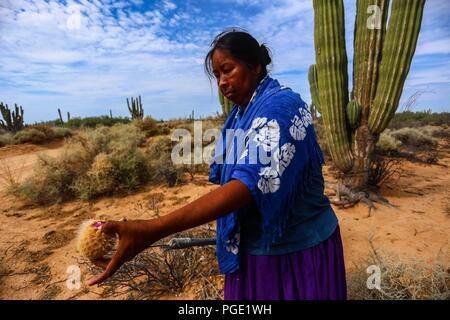 Einheimische Frauen des Comcaac Stammes oder Serie auf der Suche nach Pitahaya in den Sahuaros und Wüste Kaktus Desemboque Sonora Mexiko. Indianer von Mexiko Stockfoto