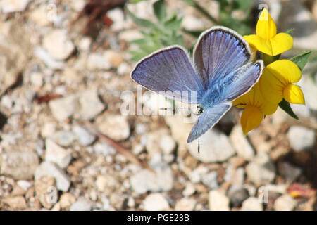 Wunderschöne blaue Schmetterling auf gelbe Blume Stockfoto