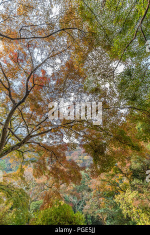 Momiji (Ahorn) Autnum Blätter landschaft wald in Arashiyama, Kyoto, Japan Stockfoto