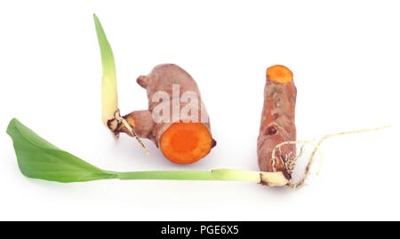 Baby Gelbwurz Anlage auf weißem Hintergrund Stockfoto