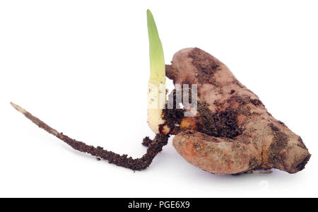 Baby Gelbwurz Anlage auf weißem Hintergrund Stockfoto