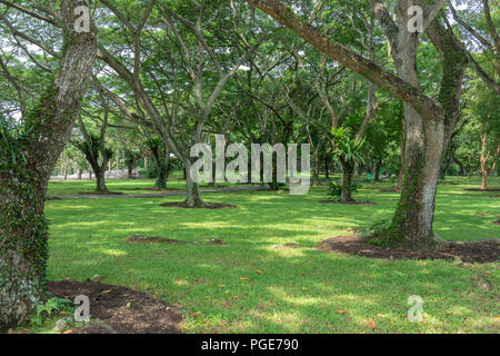 Singapur - 8. Juli 2018: Pasir Ris Park park Bäume und Gras Stockfoto