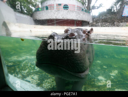 Bangkok, Thailand. 24 Aug, 2018. Ein weibliches Nilpferd namens 'Mali', das heißt Jasmin, schwimmt in einem Pool im Dusit Zoo in Bangkok, Thailand am 24. August 2018. Zoo-goers haben mehr Zeit, sich zu verabschieden Tiere als Dusit Zoo als Einsendeschluss zu sagen, wird von Ende dieses Monats bis 30. September verschoben, 2018 nach 80 Jahren in Betrieb. Credit: chaiwat Subprasom/Pacific Press/Alamy leben Nachrichten Stockfoto