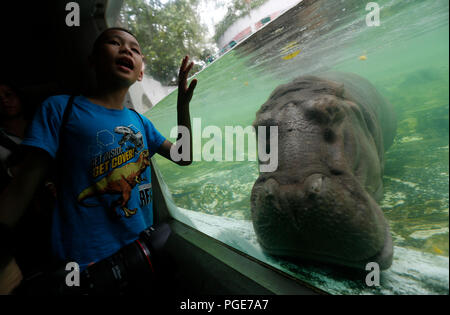 Bangkok, Thailand. 24 Aug, 2018. Ein Junge schaut auf ein weibliches Nilpferd namens 'Mali', das heißt Jasmin, im Dusit Zoo in Bangkok, Thailand am 24. August 2018. Zoo-goers haben mehr Zeit, sich zu verabschieden Tiere als Dusit Zoo als Einsendeschluss zu sagen, wird von Ende dieses Monats bis 30. September verschoben, 2018 nach 80 Jahren in Betrieb. Credit: chaiwat Subprasom/Pacific Press/Alamy leben Nachrichten Stockfoto
