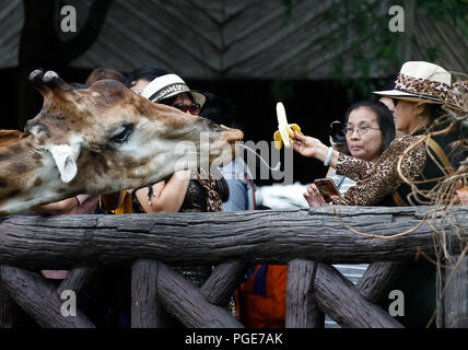 Bangkok, Thailand. 24 Aug, 2018. Eine Frau Feed eine Giraffe im Dusit Zoo in Bangkok, Thailand am 24. August 2018. Zoo-goers haben mehr Zeit, sich zu verabschieden Tiere als Dusit Zoo als Einsendeschluss zu sagen, wird von Ende dieses Monats bis 30. September verschoben, 2018 nach 80 Jahren in Betrieb. Credit: chaiwat Subprasom/Pacific Press/Alamy leben Nachrichten Stockfoto