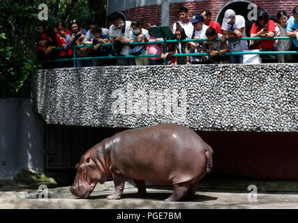 Bangkok, Thailand. 24 Aug, 2018. Leute schaut auf ein weibliches Nilpferd namens 'Mali', das heißt Jasmin, im Dusit Zoo in Bangkok, Thailand am 24. August 2018. Zoo-goers haben mehr Zeit, sich zu verabschieden Tiere als Dusit Zoo als Einsendeschluss zu sagen, wird von Ende dieses Monats bis 30. September verschoben, 2018 nach 80 Jahren in Betrieb. Credit: chaiwat Subprasom/Pacific Press/Alamy leben Nachrichten Stockfoto