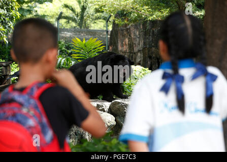 Bangkok, Thailand. 24 Aug, 2018. Studenten sieht einen Malayan sun bear im Dusit Zoo in Bangkok, Thailand am 24. August 2018. Zoo-goers haben mehr Zeit, sich zu verabschieden Tiere als Dusit Zoo als Einsendeschluss zu sagen, wird von Ende dieses Monats bis 30. September verschoben, 2018 nach 80 Jahren in Betrieb. Credit: chaiwat Subprasom/Pacific Press/Alamy leben Nachrichten Stockfoto