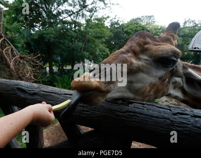 Bangkok, Thailand. 24 Aug, 2018. Eine Frau Feed eine Giraffe im Dusit Zoo in Bangkok, Thailand am 24. August 2018. Zoo-goers haben mehr Zeit, sich zu verabschieden Tiere als Dusit Zoo als Einsendeschluss zu sagen, wird von Ende dieses Monats bis 30. September verschoben, 2018 nach 80 Jahren in Betrieb. Credit: chaiwat Subprasom/Pacific Press/Alamy leben Nachrichten Stockfoto