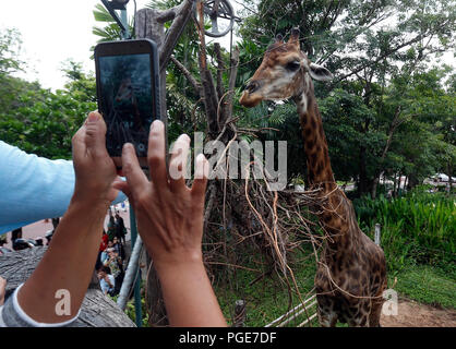 Bangkok, Thailand. 24 Aug, 2018. Eine Frau ein Foto eine Giraffe im Dusit Zoo in Bangkok, Thailand am 24. August 2018. Zoo-goers haben mehr Zeit, sich zu verabschieden Tiere als Dusit Zoo als Einsendeschluss zu sagen, wird von Ende dieses Monats bis 30. September verschoben, 2018 nach 80 Jahren in Betrieb. Credit: chaiwat Subprasom/Pacific Press/Alamy leben Nachrichten Stockfoto