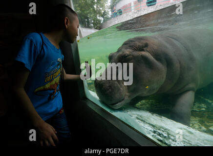 Bangkok, Thailand. 24 Aug, 2018. Ein Junge schaut auf ein weibliches Nilpferd namens 'Mali', das heißt Jasmin, im Dusit Zoo in Bangkok, Thailand am 24. August 2018. Zoo-goers haben mehr Zeit, sich zu verabschieden Tiere als Dusit Zoo als Einsendeschluss zu sagen, wird von Ende dieses Monats bis 30. September verschoben, 2018 nach 80 Jahren in Betrieb. Credit: chaiwat Subprasom/Pacific Press/Alamy leben Nachrichten Stockfoto