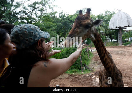 Bangkok, Thailand. 24 Aug, 2018. Eine Frau Feed eine Giraffe im Dusit Zoo in Bangkok, Thailand am 24. August 2018. Zoo-goers haben mehr Zeit, sich zu verabschieden Tiere als Dusit Zoo als Einsendeschluss zu sagen, wird von Ende dieses Monats bis 30. September verschoben, 2018 nach 80 Jahren in Betrieb. Credit: chaiwat Subprasom/Pacific Press/Alamy leben Nachrichten Stockfoto