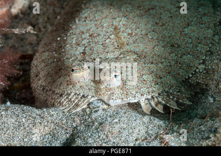 Wide-eyed Flunder, Bothus podas, La Graciosa, Kanarische Inseln, Spanien Stockfoto