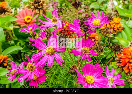 Cosmos Bipinnatus Garten Kosmos oder mexikanischen Aster, Zinnia Stockfoto