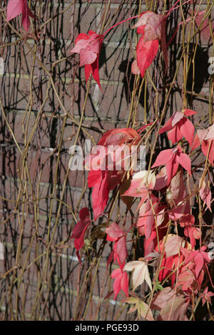 Red Virginia Creeper Blätter gegen die Wand Stockfoto