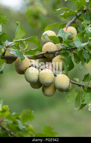 Prunus domestica. Pflaume 'Guthrie spät Grüne" auf dem Baum. Großbritannien Stockfoto