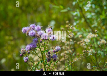 Biene nippen an wilden Blumen. Stockfoto