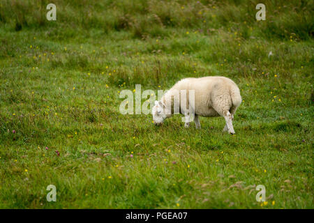 Ein einzelnes Schaf auf der Insel von Muck in der Inneren Hebriden in Schottland. Stockfoto