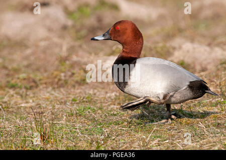 (Pochard Aythya ferina) Fuligule milouin Stockfoto