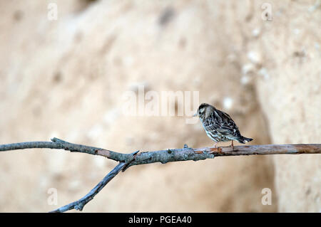 Rock Sparrow (Petronia petronia) - Frankreich Moineau soulcie Stockfoto