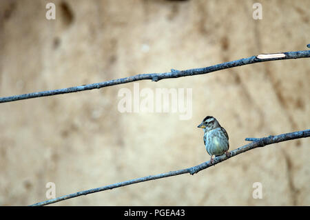 Rock Sparrow (Petronia petronia) - Frankreich Moineau soulcie Stockfoto