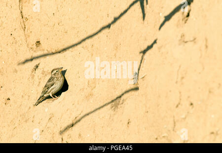 Rock Sparrow (Petronia petronia) - Frankreich Moineau soulcie Stockfoto