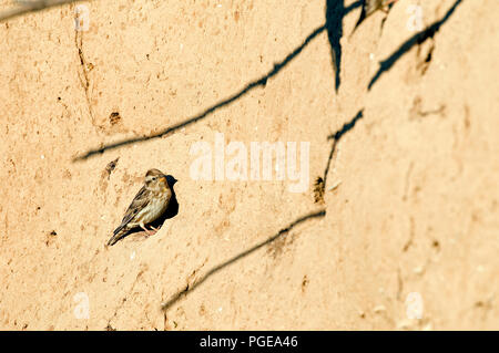 Rock Sparrow (Petronia petronia) - Frankreich Moineau soulcie Stockfoto