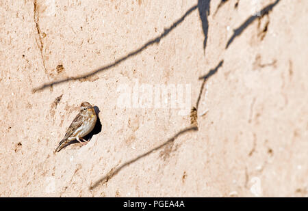 Rock Sparrow (Petronia petronia) - Frankreich Moineau soulcie Stockfoto