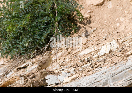 Rock Sparrow (Petronia petronia) - Frankreich Moineau soulcie Stockfoto