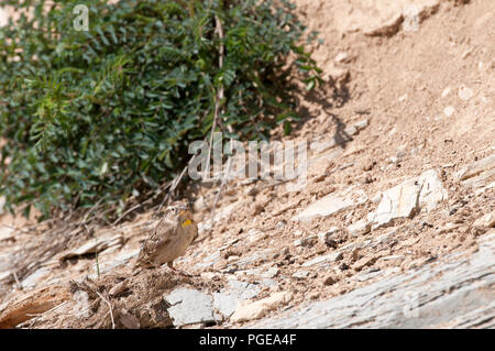 Rock Sparrow (Petronia petronia) - Frankreich Moineau soulcie Stockfoto