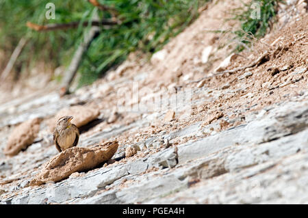 Rock Sparrow (Petronia petronia) - Frankreich Moineau soulcie Stockfoto