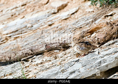 Rock Sparrow (Petronia petronia) - Frankreich Moineau soulcie Stockfoto