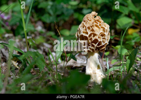 Morcheln (Morchella vulgaris) Morille commune ou Grise Stockfoto