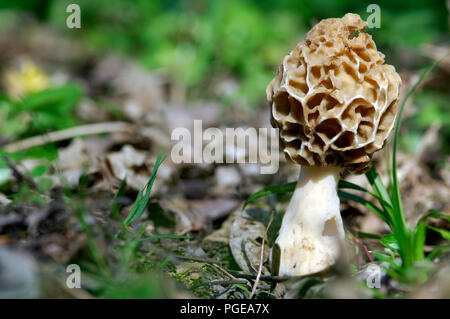 Morcheln (Morchella vulgaris) Morille commune ou Grise Stockfoto