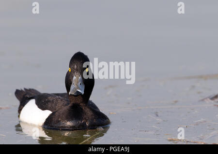 Getuftete Pochard (Aythya fuligula) - männlich Fuligule Morillon Stockfoto