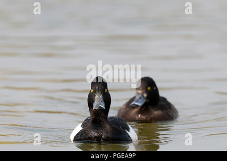 Getuftete Pochard (Aythya fuligula) - männlich Fuligule Morillon Stockfoto