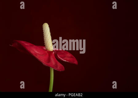 Anthurium rot auf schwarzem Hintergrund Stockfoto