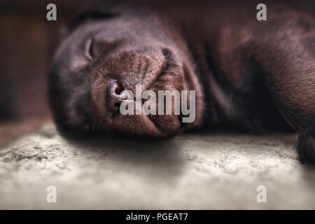 Nahaufnahme der Jungen müde braunen Labrador Retriever Hunde Welpen Haustier das Schlafen auf dem Boden Stockfoto