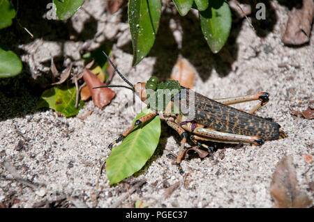 Green seidenpflanze Heuschrecke in Südafrika Stockfoto