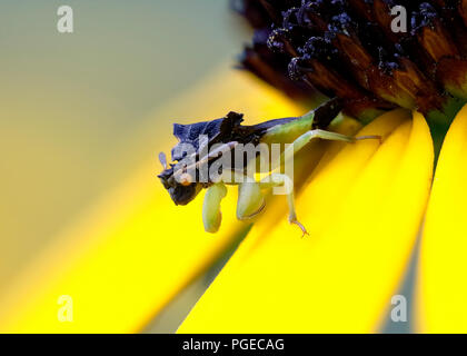 Gezackte Ambush Bug (Phymata sp) auf einem Black-Eyed Susan - Ontario, Kanada Stockfoto