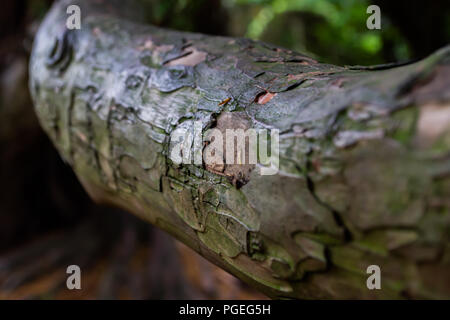 Eine Nahaufnahme eines hölzernen Zweig mit Schwerpunkt auf den fehlenden Rinde Stockfoto