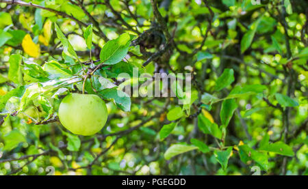 Single green apple hängt eine Zweigniederlassung, die in einem Apfel Baum Stockfoto