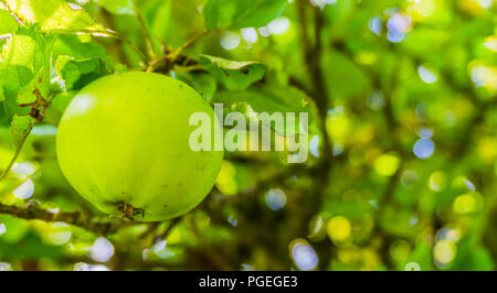 Grüner Apfel Äpfel auf einem Baum Makro zoom in Stockfoto