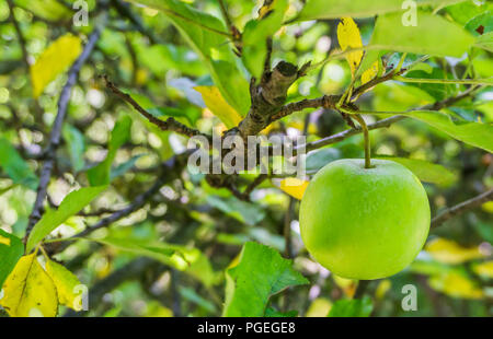 Grüner Apfel an einem Baum in der Nähe von Äpfeln bis Stockfoto