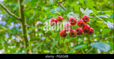 Makro Nahaufnahme von roten Beeren auf einem Zweig Stockfoto