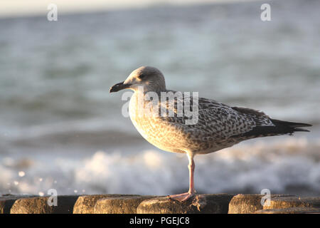 Grau Möwe sitzend auf groyne in Rostock, Deutschland Stockfoto