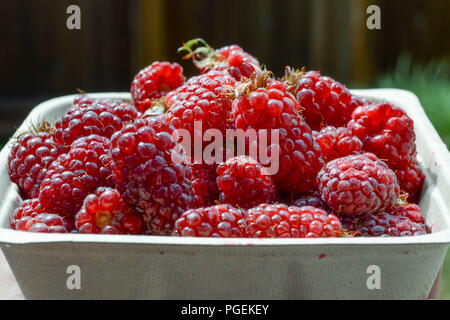 Tayberries (black-raspberry Hybrid aus Schottland mit Ursprung) in einem quadratischen Papier Container Stockfoto